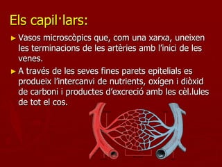 Els capil·lars:
► Vasos  microscòpics que, com una xarxa, uneixen
  les terminacions de les artèries amb l’inici de les
  venes.
► A través de les seves fines parets epitelials es
  produeix l’intercanvi de nutrients, oxígen i diòxid
  de carboni i productes d’excreció amb les cèl.lules
  de tot el cos.
 