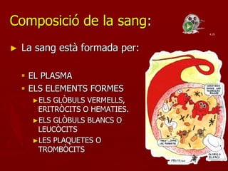 Composició de la sang:
                                4.19




►   La sang està formada per:

     EL PLASMA
     ELS ELEMENTS FORMES
      ►ELS GLÒBULS VERMELLS,
       ERITRÒCITS O HEMATIES.
      ►ELS GLÒBULS BLANCS O
       LEUCÒCITS
      ►LES PLAQUETES O
       TROMBÒCITS
 