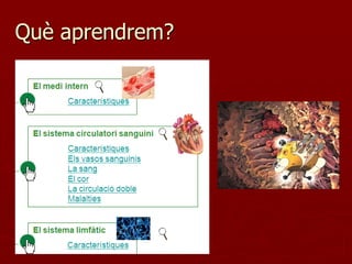 Què aprendrem?
 