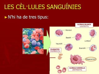 LES CÈL·LULES SANGUÍNIES
► N’hi   ha de tres tipus:
                                                    GLÒBULS BLANCS
                                                      (LEUCÒCITS)




                              PLAQUETES
                             (TROMBÒCITS)




                                            GLÒBULS VERMELLS
                                               (ERITRÒCITS)
 