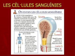 LES CÈL·LULES SANGUÍNIES
 