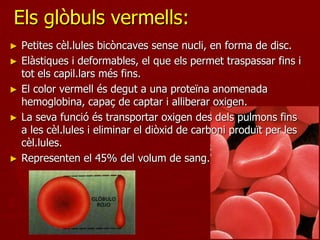 Els glòbuls vermells:
► Petites cèl.lules bicòncaves sense nucli, en forma de disc.
► Elàstiques i deformables, el que els permet traspassar fins i
  tot els capil.lars més fins.
► El color vermell és degut a una proteïna anomenada
  hemoglobina, capaç de captar i alliberar oxigen.
► La seva funció és transportar oxigen des dels pulmons fins
  a les cèl.lules i eliminar el diòxid de carboni produït per les
  cèl.lules.
► Representen el 45% del volum de sang.
 