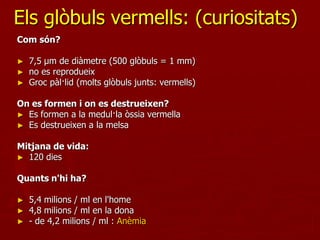 Els glòbuls vermells: (curiositats)
Com són?

►   7,5 µm de diàmetre (500 glòbuls = 1 mm)
►   no es reprodueix
►   Groc pàl·lid (molts glòbuls junts: vermells)

On es formen i on es destrueixen?
► Es formen a la medul·la òssia vermella
► Es destrueixen a la melsa


Mitjana de vida:
► 120 dies


Quants n'hi ha?

►   5,4 milions / ml en l'home
►   4,8 milions / ml en la dona
►   - de 4,2 milions / ml : Anèmia
 