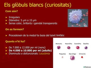 Els glòbuls blancs (curiositats)
Com són?

►   Irregulars
►   Diàmetre: 5 µm a 15 µm
►   Sense color, brillants i gairebé transparents

On es formen?

►   Procedeixen de la medul·la òssia del teixit limfàtic

Quants n'hi ha?

►   De 7.000 a 12.000 per ml (nens)
►   De 4.000 a 10.000 per ml (adults)
►   Disminuits o disfuncionals: Leucèmia
 