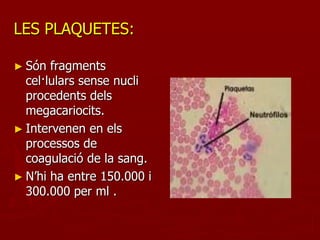 LES PLAQUETES:

► Són  fragments
  cel·lulars sense nucli
  procedents dels
  megacariocits.
► Intervenen en els
  processos de
  coagulació de la sang.
► N’hi ha entre 150.000 i
  300.000 per ml .
 