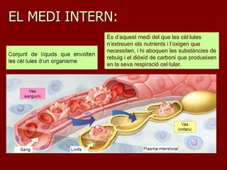 EL MEDI INTERN:
             És d’aquest medi del que les cèl·lules
             n’extreuen els nutrients i l’oxigen que
             necessiten, i hi aboquen les substàncies de
             rebuig i el diòxid de carboni que produeixen
             en la seva respiració cel·lular.
 
