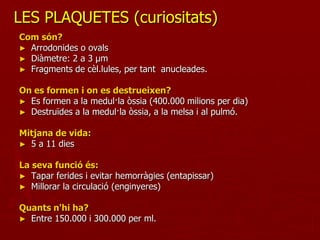 LES PLAQUETES (curiositats)
Com són?
► Arrodonides o ovals
► Diàmetre: 2 a 3 µm
► Fragments de cèl.lules, per tant anucleades.


On es formen i on es destrueixen?
► Es formen a la medul·la òssia (400.000 milions per dia)
► Destruïdes a la medul·la òssia, a la melsa i al pulmó.


Mitjana de vida:
► 5 a 11 dies


La seva funció és:
► Tapar ferides i evitar hemorràgies (entapissar)
► Millorar la circulació (enginyeres)


Quants n'hi ha?
► Entre 150.000 i 300.000 per ml.
 