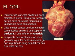 EL COR:
► L’interior del cor està dividit en dues
  meitats, la dreta i l’esquerra, separats
  per un envà musculós (septe) que
  impedeix la seva comunicació
► Cada meitat consta de dues càmeres
  comunicades entre sí: una superior o
  aurícula, i una inferior o ventricle.
► Les parets dels ventricles són més
  gruixudes que les de les aurícules, ja
  que impulsen la sang des del cor fins
  a la resta del cos.
 