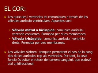 EL COR:
►   Les aurícules i ventricles es comuniquen a través de les
    vàlvules aurículo-ventriculars. Aquestes són:

     Vàlvula mitral o bicúspide: comunica aurícula i
      ventricle esquerres. Formada per dues membranes
     Vàlvula tricúspide: comunica aurícula i ventricle
      drets. Formada per tres membranes.

►   Les vàlvules s’obren i tanquen permetent el pas de la sang
    des de les aurícules cap als ventricles. Per tant, la seva
    funció és evitar el retorn del corrent sanguini, que esdevé
    així unidireccional.
 