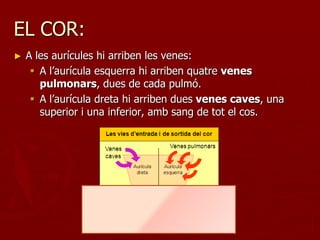 EL COR:
►   A les aurícules hi arriben les venes:
      A l’aurícula esquerra hi arriben quatre venes
       pulmonars, dues de cada pulmó.
      A l’aurícula dreta hi arriben dues venes caves, una
       superior i una inferior, amb sang de tot el cos.
 