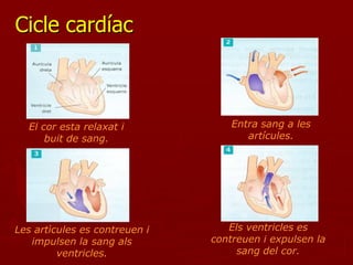 RECORREGUT DEL COR:
Cicle cardíac



  El cor esta relaxat i            Entra sang a les
      buit de sang.                   artícules.




Les artìcules es contreuen i      Els ventricles es
   impulsen la sang als        contreuen i expulsen la
         ventricles.                sang del cor.
 