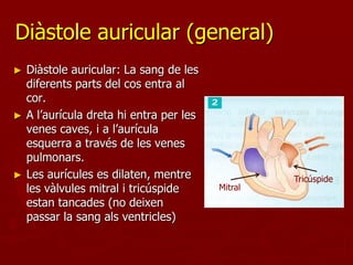 Diàstole auricular (general)
►   Diàstole auricular: La sang de les
    diferents parts del cos entra al
    cor.
►   A l’aurícula dreta hi entra per les
    venes caves, i a l’aurícula
    esquerra a través de les venes
    pulmonars.
►   Les aurícules es dilaten, mentre               Tricúspide
    les vàlvules mitral i tricúspide      Mitral
    estan tancades (no deixen
    passar la sang als ventricles)
 