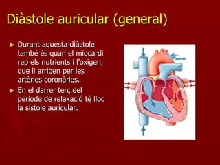 Diàstole auricular (general)
►   Durant aquesta diàstole
    també és quan el miocardi
    rep els nutrients i l’oxigen,
    que li arriben per les
    artèries coronàries.
►   En el darrer terç del
    període de relaxació té lloc
    la sístole auricular.
 
