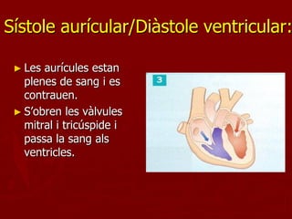 Sístole aurícular/Diàstole ventricular:

 ► Les aurícules estan
   plenes de sang i es
   contrauen.
 ► S’obren les vàlvules
   mitral i tricúspide i
   passa la sang als
   ventricles.
 
