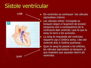 Sístole ventrícular
     LUBB      ►   Els ventricles es contrauen i les vàlvules
                   sigmoidees s’obren.
               ►   Les vàlvules mitral i tricúspide es
                   tanquen degut a l’augment de pressió
                   sanguinia com a conseqüència de la
                   contracció dels ventricle i que fa que la
                   sang no torni a les aurícules.
               ►   La sang és impulsada del ventricles
                   esquerre cap a l’artèria aorta, i des del
                   ventricle dret a l’artèria pulmonar.
               ►   Quan la sang ha passat a les artèries,
                   les vàlvules sigmoidees es tanquen, el
                   que impedeix que aquesta retorni als
     DUPP          ventricles.
 
