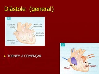 Diàstole (general)




►   TORNEM A COMENÇAR

                                 Tricúspide
                        Mitral
 