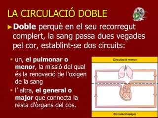 LA CIRCULACIÓ DOBLE
►Doble   perquè en el seu recorregut
 complert, la sang passa dues vegades
 pel cor, establint-se dos circuits:
 un, el pulmonar o
  menor, la missió del qual
  és la renovació de l'oxigen
  de la sang
 l’ altra, el general o
  major que connecta la
  resta d'òrgans del cos.
 