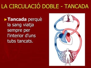LA CIRCULACIÓ DOBLE - TANCADA

►Tancada       perquè
  la sang viatja
  sempre per
  l'interior d'uns
  tubs tancats.
 