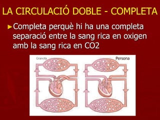 LA CIRCULACIÓ DOBLE - COMPLETA
►Completa   perquè hi ha una completa
  separació entre la sang rica en oxigen
  amb la sang rica en CO2
                               Persona
 