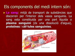 Els components del medi intern són:
► La sang: mitjà de transport de substàncies que
 discorren per l’interior dels vasos sanguinis. La
 sang esta constituida per una part líquida o
 plasma sanguini (és una dissolució d’aigua),
 proteïnes i cèl·lules sanguinies.
 
