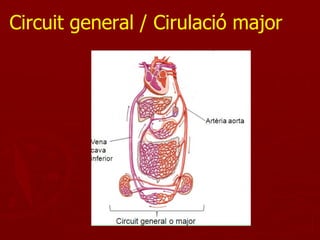 Circuit general / Cirulació major
 