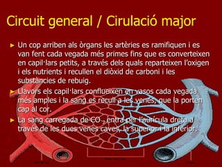 Circuit general / Cirulació major
►   Un cop arriben als òrgans les artèries es ramifiquen i es
    van fent cada vegada més primes fins que es converteixen
    en capil·lars petits, a través dels quals reparteixen l’oxigen
    i els nutrients i recullen el diòxid de carboni i les
    substàncies de rebuig.
►   Llavors els capil·lars conflueixen en vasos cada vegada
    més amples i la sang es recull a les venes, que la porten
    cap al cor.
►   La sang carregada de CO 2 entra per l’aurícula dreta a
    través de les dues venes caves, la superior i la inferior.
 