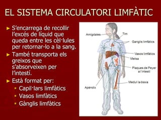 EL SISTEMA CIRCULATORI LIMFÀTIC
► S’encarrega de recollir
  l’excés de líquid que
  queda entre les cèl·lules
  per retornar-lo a la sang.
► També transporta els
  greixos que
  s’absorveixen per
  l’intestí.
► Està format per:
     Capil·lars limfàtics
     Vasos limfàtics
     Gànglis limfàtics
 