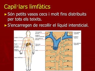 Capil·lars limfàtics
► Són  petits vasos cecs i molt fins distribuits
  per tots els teixits.
► S’encarregen de recollir el líquid intersticial.
 
