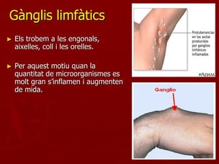 Gànglis limfàtics
►   Els trobem a les engonals,
    aixelles, coll i les orelles.

►   Per aquest motiu quan la
    quantitat de microorganismes es
    molt gran s’inflamen i augmenten
    de mida.
 