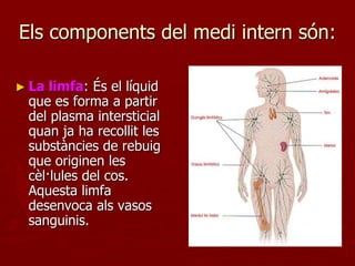 Els components del medi intern són:

► La limfa: És el líquid
 que es forma a partir
 del plasma intersticial
 quan ja ha recollit les
 substàncies de rebuig
 que originen les
 cèl·lules del cos.
 Aquesta limfa
 desenvoca als vasos
 sanguinis.
 