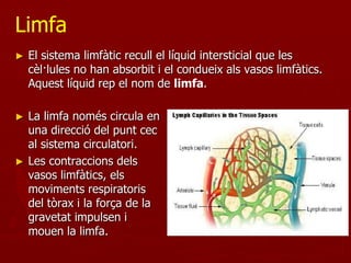 Limfa
►   El sistema limfàtic recull el líquid intersticial que les
    cèl·lules no han absorbit i el condueix als vasos limfàtics.
    Aquest líquid rep el nom de limfa.

►   La limfa només circula en
    una direcció del punt cec
    al sistema circulatori.
►   Les contraccions dels
    vasos limfàtics, els
    moviments respiratoris
    del tòrax i la força de la
    gravetat impulsen i
    mouen la limfa.
 