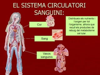 EL SISTEMA CIRCULATORI
       SANGUINI:
 
