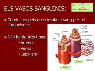 ELS VASOS SANGUINIS:
► Conductes  pels que circula la sang per tot
  l’organisme.

► N’hi   ha de tres tipus:
           Artèries
           Venes
           Capil-lars
 