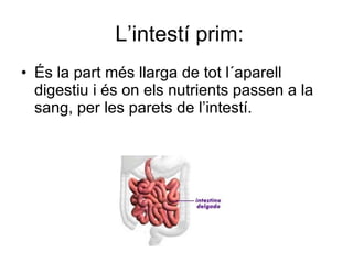 L’intestí prim: És la part més llarga de tot l´aparell digestiu i és on els nutrients passen a la sang, per les parets de l’intestí. 