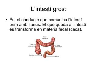L’intestí gros: És  el conducte que comunica l’intestí prim amb l’anus. El que queda a l’intestí es transforma en materia fecal (caca). 