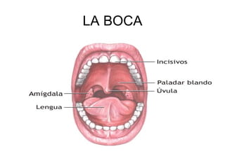 LA BOCA 