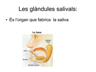 Les glàndules salivals: És l’organ que fabrica  la saliva 