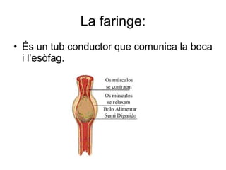 La faringe: És un tub conductor que comunica la boca i l’esòfag. 