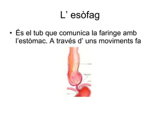 L’ esòfag És el tub que comunica la faringe amb l’estòmac. A través d’ uns moviments fa  