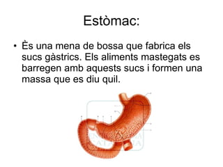 Estòmac: Ès una mena de bossa que fabrica els sucs gàstrics. Els aliments mastegats es barregen amb aquests sucs i formen una massa que es diu quil. 