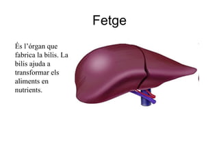 Fetge És l’órgan que fabrica la bilis. La bilis ajuda a transformar els aliments en nutrients. 