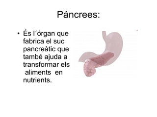 Páncrees: És l´órgan que fabrica el suc pancreàtic que també ajuda a transformar els  aliments  en nutrients. 