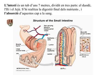 L’intestí  és un tub d’uns 7 metres, dividit en tres parts: el duodè, l'Ili i el Jejú. S’hi realitza la digestió final dels nutrients , i  l’absorció  d’aquestos cap a la sang. 