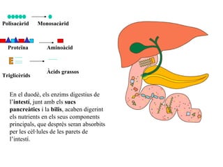 Polisacàrid Monosacàrid Proteïna Aminoàcid E Triglicèrids Àcids grassos En el duodè, els enzims digestius de l’ intestí , junt amb els  sucs pancreàtics  i la  bilis , acaben digerint els nutrients en els seus components principals, que desprès seran absorbits per les cèl·lules de les parets de l’intestí. 