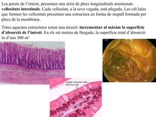 Les parets de l’intestí, presenten una sèrie de plecs longitudinals anomenats  vellositats intestinals . Cada vellositat, a la seva vegada, està plegada. Les cèl.lules que formen les vellositats presenten una estructura en forma de raspall formada per plecs de la membrana. Totes aquestes estructures tenen una missió:  incrementar al màxim la superfície   d’absorció de l’intestí . En els set metres de llargada, la superfície total d’absorció és d’uns 300 m 2. 
