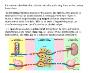 Els nutrients absorbits  a les vellositats  circulen per la sang fins a arribar  a totes les cèl·lules.  els  monosacàrids  tenen una funció bàsicament  energètica  , per a produir la respiració cel·lular en els mitocondris. S’emmagatzemen en el fetge i els músculs formant un polisacàrid, el  glucogen ,   que anirà proporcionant monosacàrids quan facin falta. Si hi ha un excés d’ingestió de glúcids , es transformen en greixos, que s’acumulen en el teixit adipós. els  lípids  tenen una funció  estructural , formant part de certes estructures (membranes), i una funció  energètica , tot i que el primer combustible són els monosacàrids. Els lípids que no s’utilitzen s’acumulen en el teixit adipós. 
