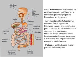 Els  Aminoàcids  que provenen de les proteïnes ingerides s’utilitzen per a fabricar les proteïnes pròpies de l’organisme als ribosomes. Les  Vitamines  i les  Sals minerals  tenen una funció reguladora. Intervenen en certs processos bàsics per a la cèl·lula. La seva absència o el seu excés provoquen certes malalties.A més, certes sals tenen funció estructural, doncs formen part d’estructures molt importants: com a exemple el calci als ossos. L’aigua  és utilitzada per a formar part dels fluids corporals 