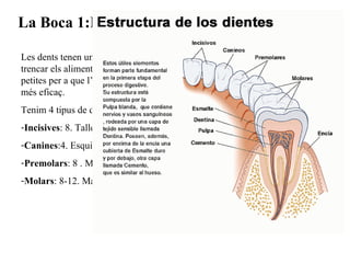La Boca 1:Les dents Les dents tenen una funció mecànica: trencar els aliments en fraccions més petites per a que l’atac posterior sigui més eficaç. Tenim 4 tipus de dents: (de 28 a 32) Incisives : 8. Tallen Canin e s :4. Esquincen Premolars : 8 . Matxuquen Molars : 8-12. Matxuquen. 