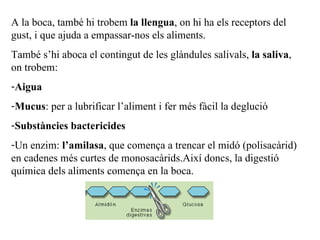 A la boca, també hi trobem  la llengua , on hi ha els receptors del gust, i que ajuda a empassar-nos els aliments. També s’hi aboca el contingut de les glàndules salivals,  la saliva , on trobem: Aigua Mucus : per a lubrificar l’aliment i fer més fàcil la deglució Substàncies bactericides Un enzim:  l’amilasa , que comença a trencar el midó (polisacàrid) en cadenes més curtes de monosacàrids.Així doncs, la digestió química dels aliments comença en la boca. 