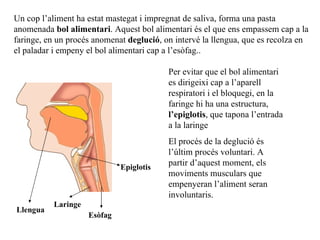 Un cop l’aliment ha estat mastegat i impregnat de saliva, forma una pasta anomenada  bol alimentari . Aquest bol alimentari és el que ens empassem cap a la faringe, en un procés anomenat  deglució , on intervé la llengua, que es recolza en el paladar i empeny el bol alimentari cap a l’esòfag.. Per evitar que el bol alimentari es dirigeixi cap a l’aparell respiratori i el bloquegi, en la faringe hi ha una estructura,  l’epiglotis , que tapona l’entrada a la laringe El procés de la deglució és l’últim procés voluntari. A partir d’aquest moment, els moviments musculars que empenyeran l’aliment seran involuntaris. Llengua Laringe Esòfag Epiglotis 